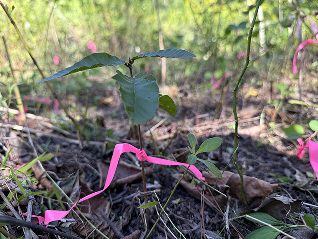 以前植栽した植物の芽が出ている様子