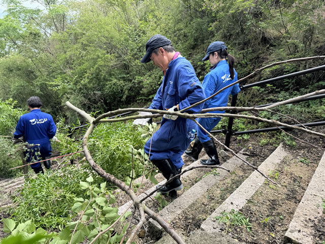 2024-05-30 研究区画の枯れた松を取り除き、重機で運ぶ様子 1