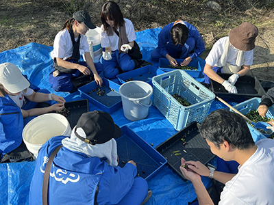 収穫したオリーブの選果の様子